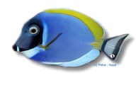 Powderblue surgeonfish - Marine Aquarium Livestock (Acanthurus leucosternon) — Powderblue Surgeonfish M - view 5