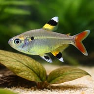 X Ray Tetra (Pristella maxillaris riddlei) close view beside an aquarium plant - view 7