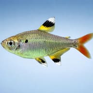X Ray Tetra (Pristella maxillaris riddlei) side profile on a plain background - view 5
