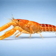 Procambarus milleri > — side profile on a plain background — representative image - view 3