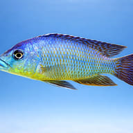 Protomelas ornatus 7 — side profile on a plain background — representative image - view 3