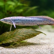 Protopterus aethiopicus 25 — close view showing fin and scale detail — representative image - view 4