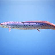 Protopterus aethiopicus 25 — side profile on a plain background — representative image - view 3