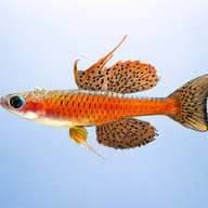 Pseudomugil sp. red neon 1 — side profile on a plain background — representative image - view 3