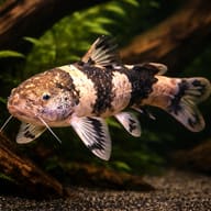 Pseudopimedolus zungaro bufonius > — representative image - view 1