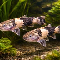 Pseudopimedolus zungaro bufonius > — pair in a planted aquarium — representative image - view 2