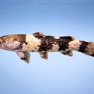 Pseudopimedolus zungaro bufonius > — side profile on a plain background — representative image - view 3