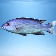 White Tail Acei Cichlid — 3-5cm Juvenile (Pseudotropheus acei) — side profile on a plain background — representative image - view 3