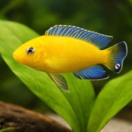 Pseudotropheus barlowi 4 — close view showing fin and scale detail — representative image - view 4