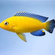 Pseudotropheus barlowi 4 — side profile on a plain background — representative image - view 3