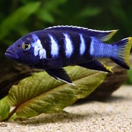 Pseudotropheus elongatus chewere 4 — close view showing fin and scale detail — representative image - view 4
