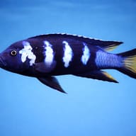 Pseudotropheus elongatus chewere 4 — side profile on a plain background — representative image - view 3