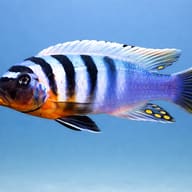 Pseudotropheus feinzilbergi red dorsal 4 — side profile on a plain background — representative image - view 3