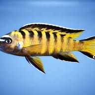 Pseudotropheus fuscus 4 — side profile on a plain background — representative image - view 3