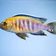 Pseudotropheus gracilior 4 — side profile on a plain background — representative image - view 3