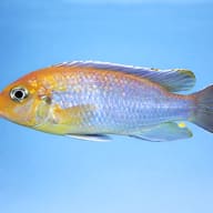 Pseudotropheus Greberi (Pseudotropheus hailomailandi) — side profile on a plain background — representative image - view 3
