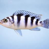 Pseudotropheus Lilancinius (Pseudotropheus lombardoi) — side profile on a plain background — representative image - view 3