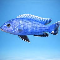 Pseudotropheus 'Newsi' — side profile on a plain background — representative image - view 3
