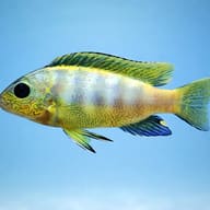 Pseudotropheus Pengoldi, Ps — side profile on a plain background — representative image - view 3