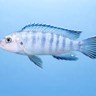 Powder Blue Cichlid (Chindongo socolofi) - — side profile on a plain background — representative image - view 3