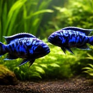 Pseudotropheus sp. msobo 4 — pair in a planted aquarium — representative image - view 2