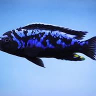 Pseudotropheus sp. msobo 4 — side profile on a plain background — representative image - view 3