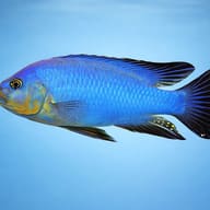 Pseudotropheus wiliamsi 4 — side profile on a plain background — representative image - view 3
