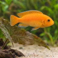 Red Zebra Cichlid, plain bright orange, swimming above a bronze Cryptocoryne leaf and driftwood on pale sand - view 4