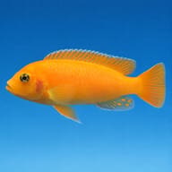 Red Zebra Cichlid in side view on a blue background, plain orange with yellow spots on its anal fin - view 3