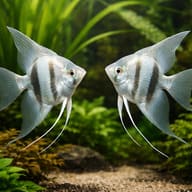 Representative scene of two Blue Diamond Angelfish; product sold individually, not as a guaranteed pair - view 2