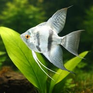 Representative Blue Diamond Angelfish beside broad leaves; plant size is illustrative, not a measurement - view 4