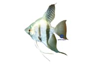 Original reference photo image of a Blue Diamond Angelfish with silver-blue scales, dark bars and tall fins - view 5