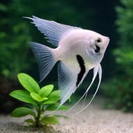 Pterophyllum scalare jaguar l.f close view beside an aquarium plant - view 4