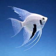 Pterophyllum scalare jaguar l.f side profile on a plain background - view 3
