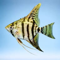 Representative side view of a Zebra Angelfish with a silver-gold body, dark vertical bars and tall fins - view 3