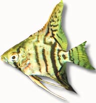 Original reference photo image of a Zebra Angelfish with a silver-gold body, multiple dark bars and patterned fins - view 5