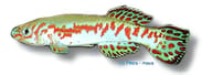 Puerzl's Killifish, Fundulopanchax puerzli - view 5