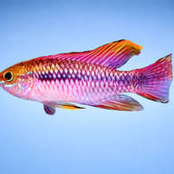Pulchra Dwarf Cichlid red tail F1 — side profile on a plain background — representative image - view 3