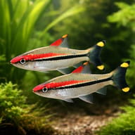 Puntius denisoni wildcatch 4 — pair in a planted aquarium — representative image - view 2