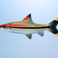 Puntius denisoni wildcatch 4 — side profile on a plain background — representative image - view 3