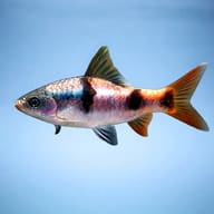 Puntius tambraparniei 3 — side profile on a plain background — representative image - view 3