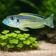 Purple mbuna — close view showing fin and scale detail — representative image - view 4
