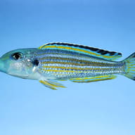 Purple mbuna — side profile on a plain background — representative image - view 3