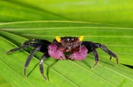 Purple Vampire Crab with raised violet claws standing on a broad green leaf - view 1