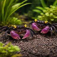 Two Purple Vampire Crabs with violet claws on dark gravel among green plants - view 3