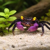 Purple Vampire Crab on pale sand beside a bright green plant and dark wood - view 5