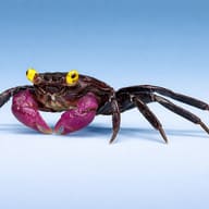 Side view of a Purple Vampire Crab with violet claws against pale blue - view 4