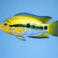 Rainbow Cichlid in side profile with a broken black stripe on a blue background - view 3