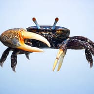 Rainbow Fiddler Crab — side profile on a plain background — representative image - view 3