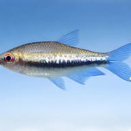 Rainbow Tetra — side profile on a plain background — representative image - view 3